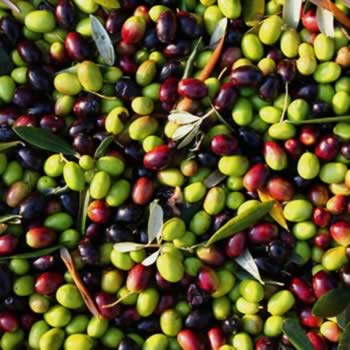 De ce iubim maslinele?