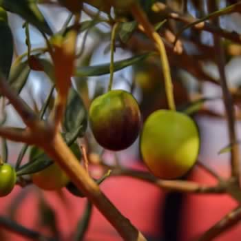 Cum alegi  uleiul de masline